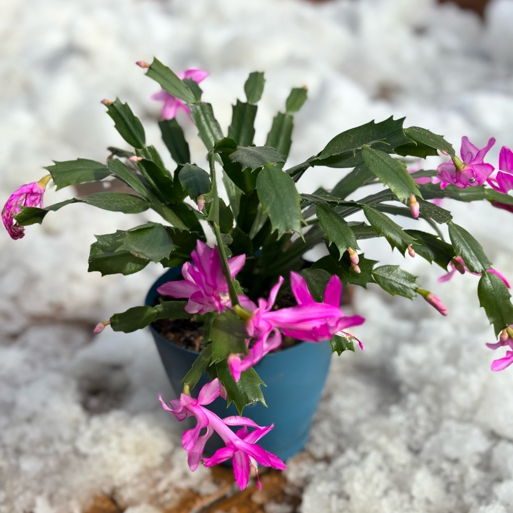 Meet your Posher, Julia